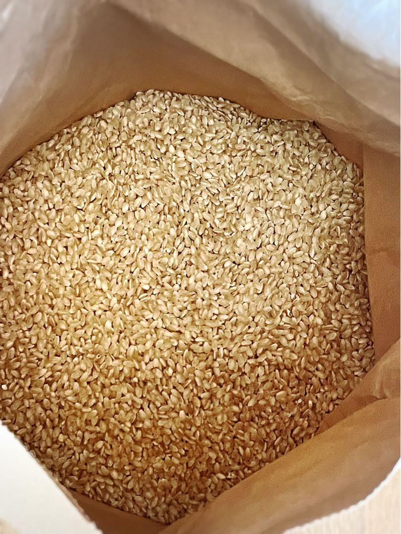 令和6年度　三重県産コシヒカリ　玄米10kg （精米は標準のみお受けします）