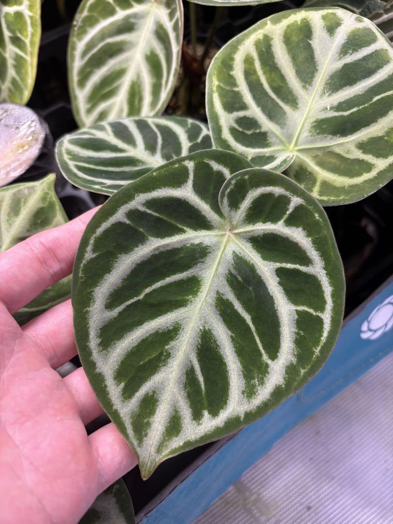 Anthurium NOID