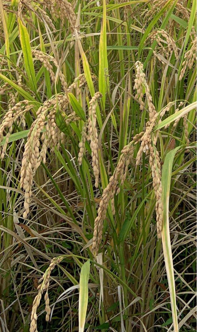 令和6年産　朝日5キロ