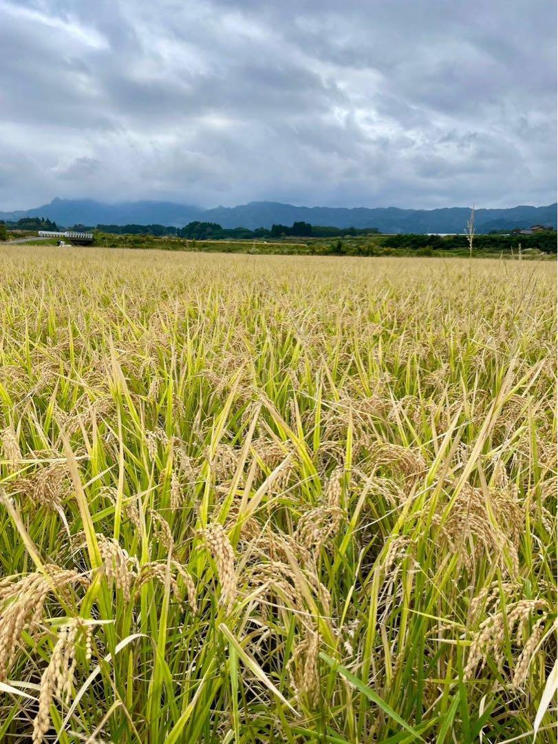 令和6年産　朝日5キロ