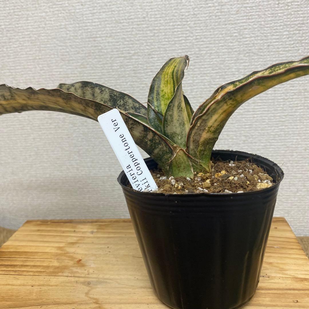 サンスベリア キルキ コパトーン斑入り 極上株 黄斑 発色良好