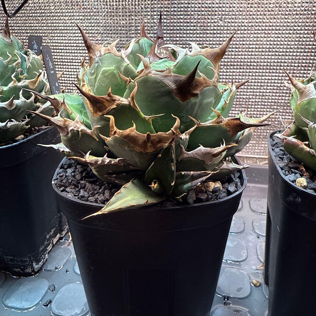 Coyote現地球 子株目立った傷や汚れなし