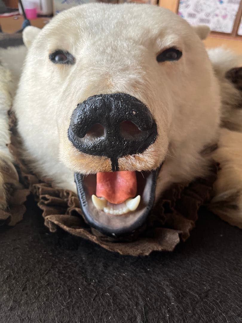 剥製 ラグ目立った傷や汚れなし