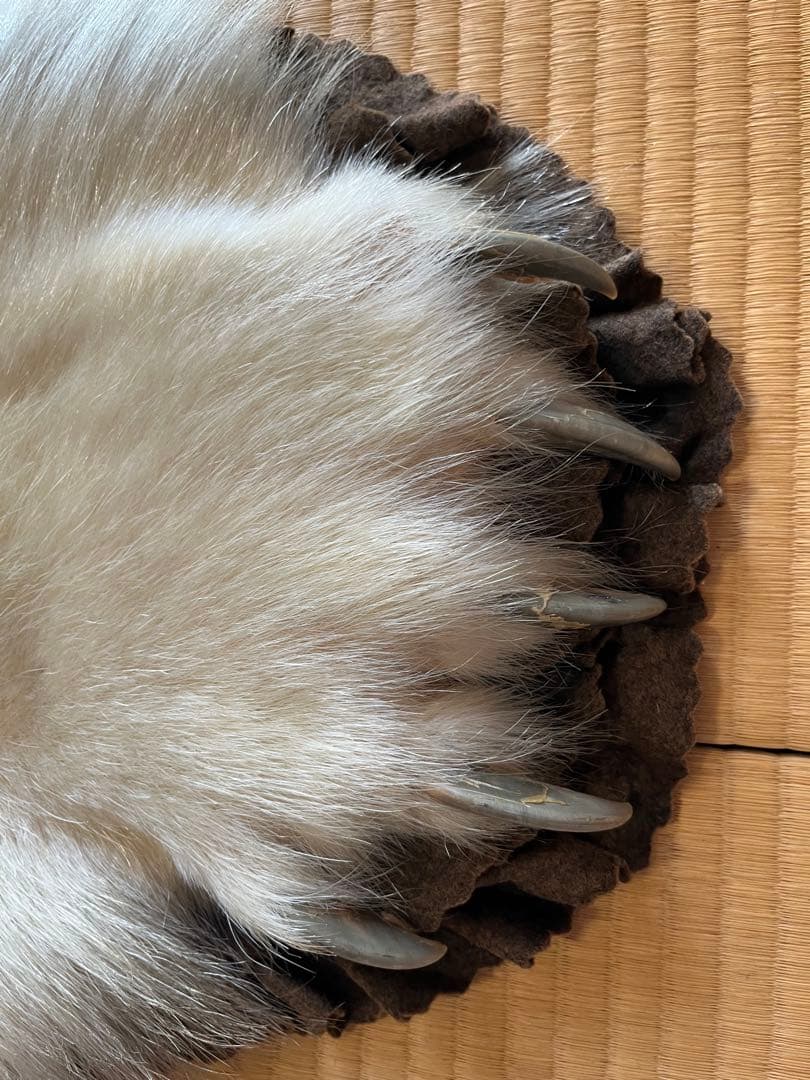 白熊 剥製