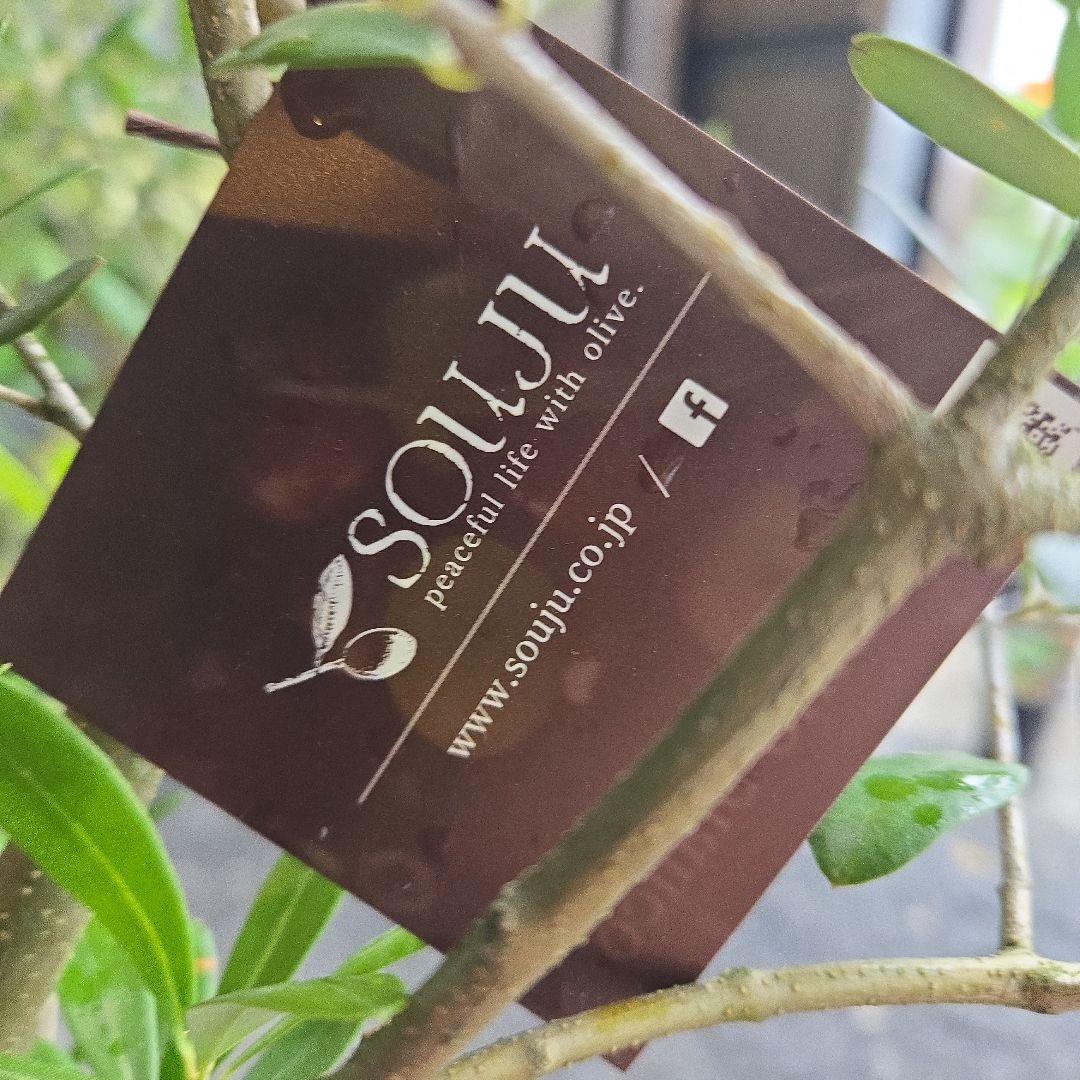 ⑱　オリーブの木souju『ネバディロブロンコ』8号特大苗木最高等級極上品‼️ ⑳オリーブの木souju『ネバディロブロンコ』8号特大苗木最高等級