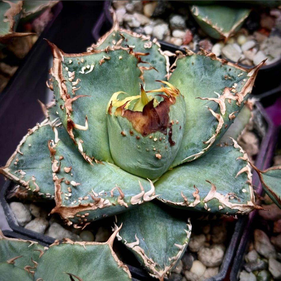 titanota Mahua
