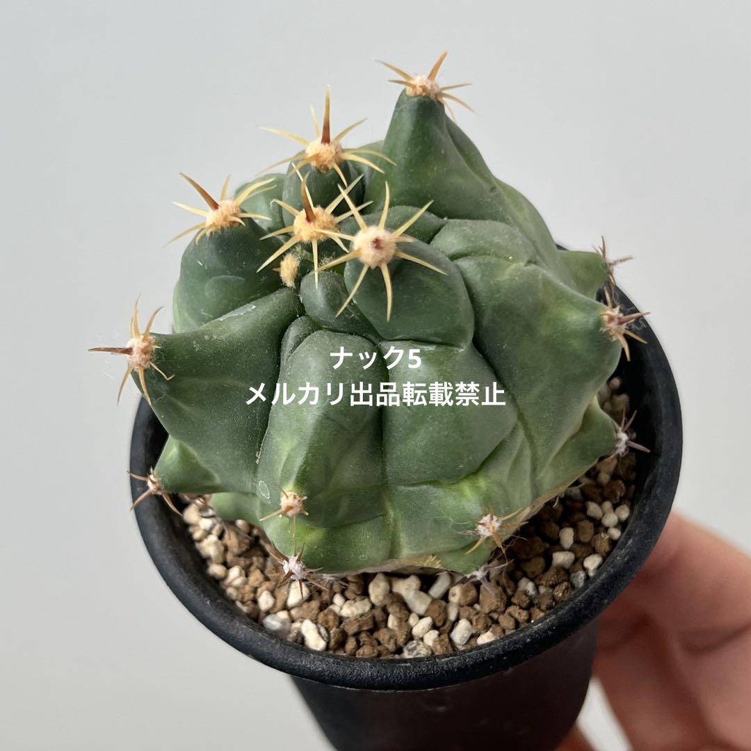 短刺巨鷲玉 フェロカクタス(検索) サボテン モンスト ホリダス