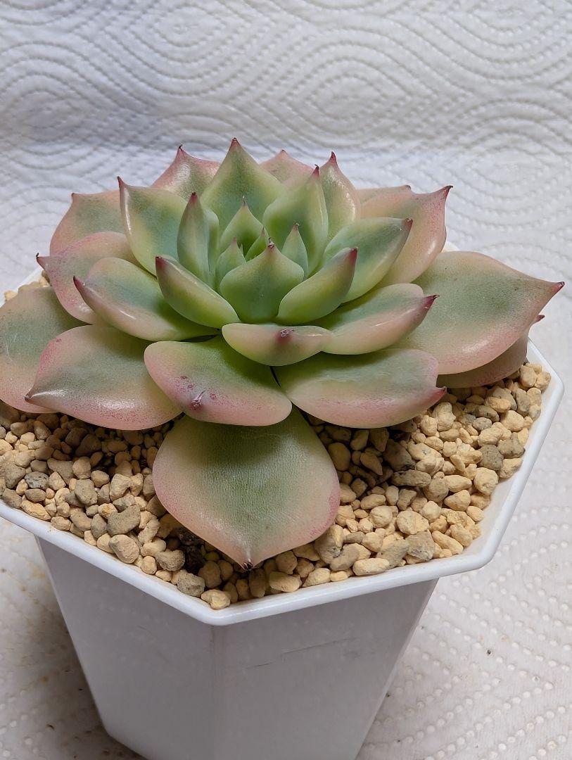 多肉植物　高級品♥覆輪♥桃太郎錦　大苗未発根　淡いピンクに紅葉中　メルカリ便発送