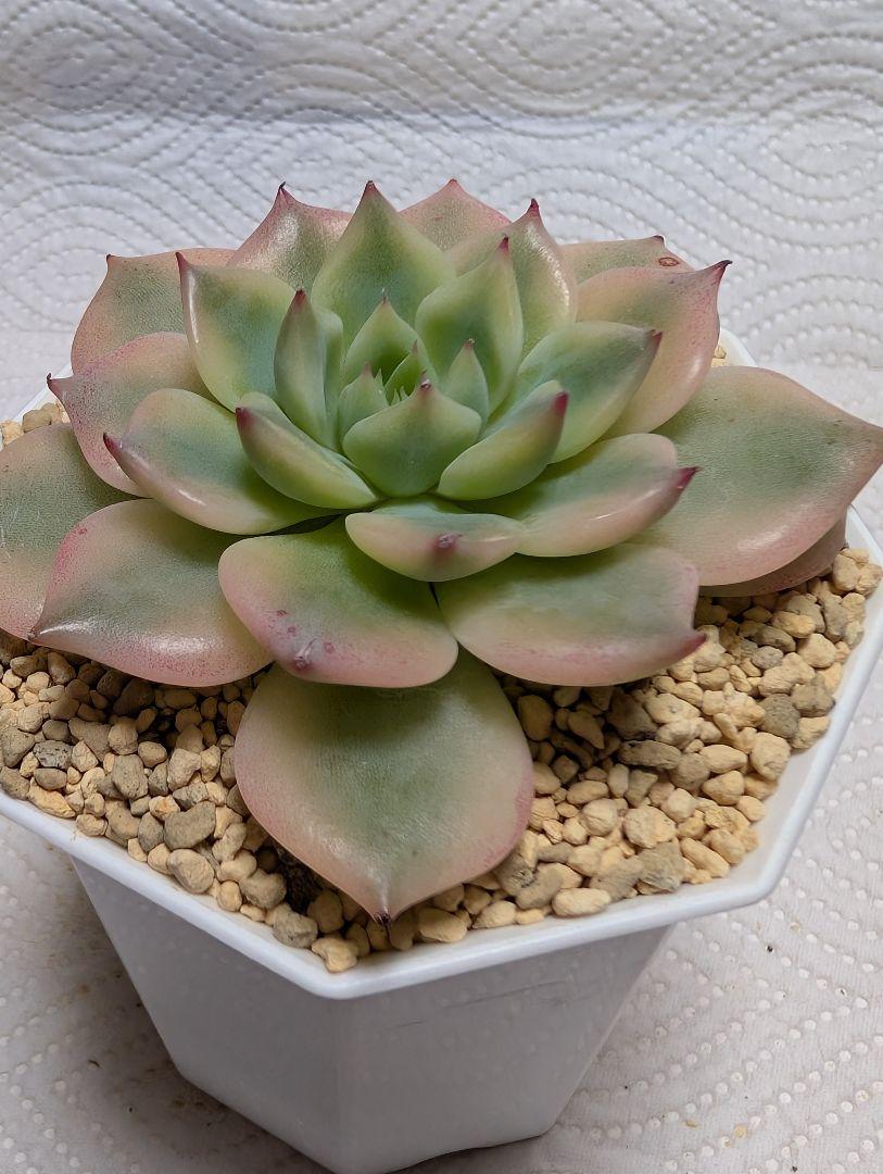 多肉植物　高級品♥覆輪♥桃太郎錦　大苗未発根　淡いピンクに紅葉中　メルカリ便発送