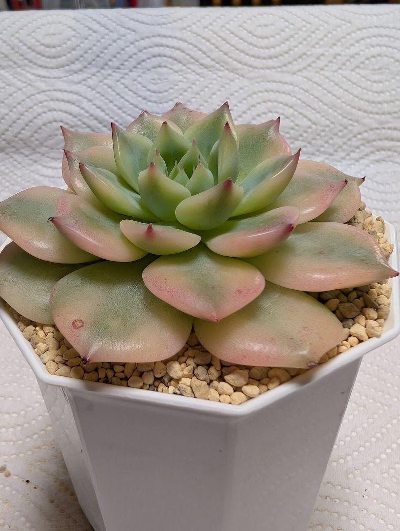 多肉植物　高級品♥覆輪♥桃太郎錦　大苗未発根　淡いピンクに紅葉中　メルカリ便発送