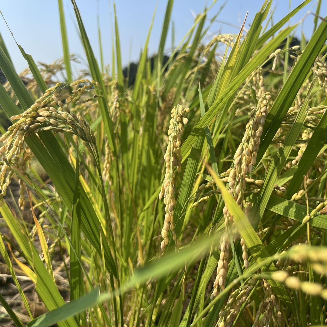 玄米20キロ 栃木県産
