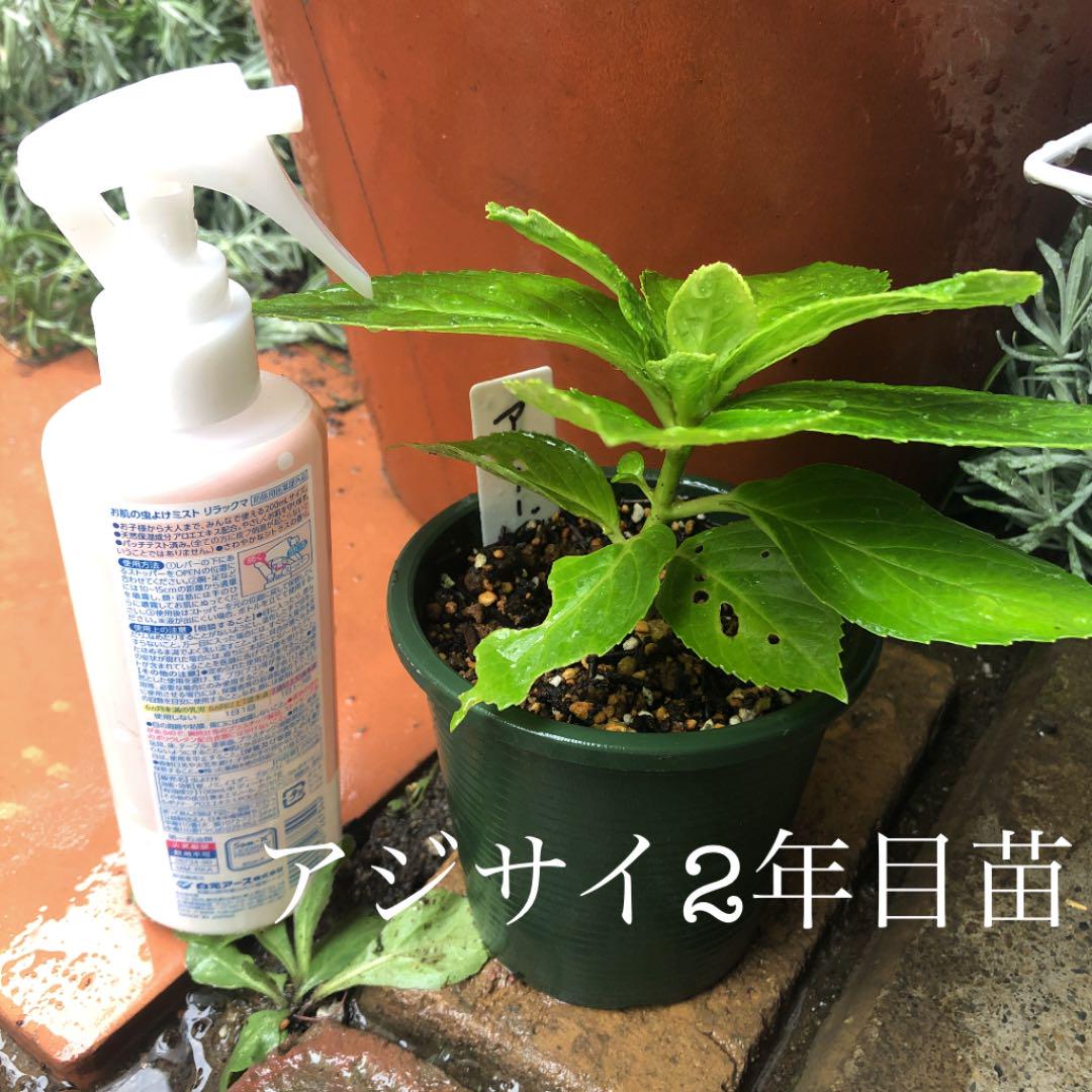紫陽花 2年目苗 メルカリ 紫陽花 2年目苗 メルカリ