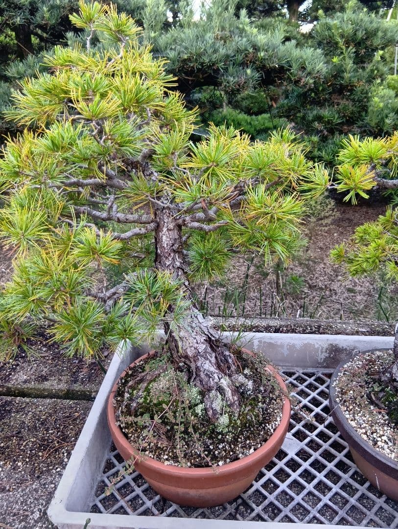 五葉松の盆栽 2鉢まとめて目立った傷や汚れなし