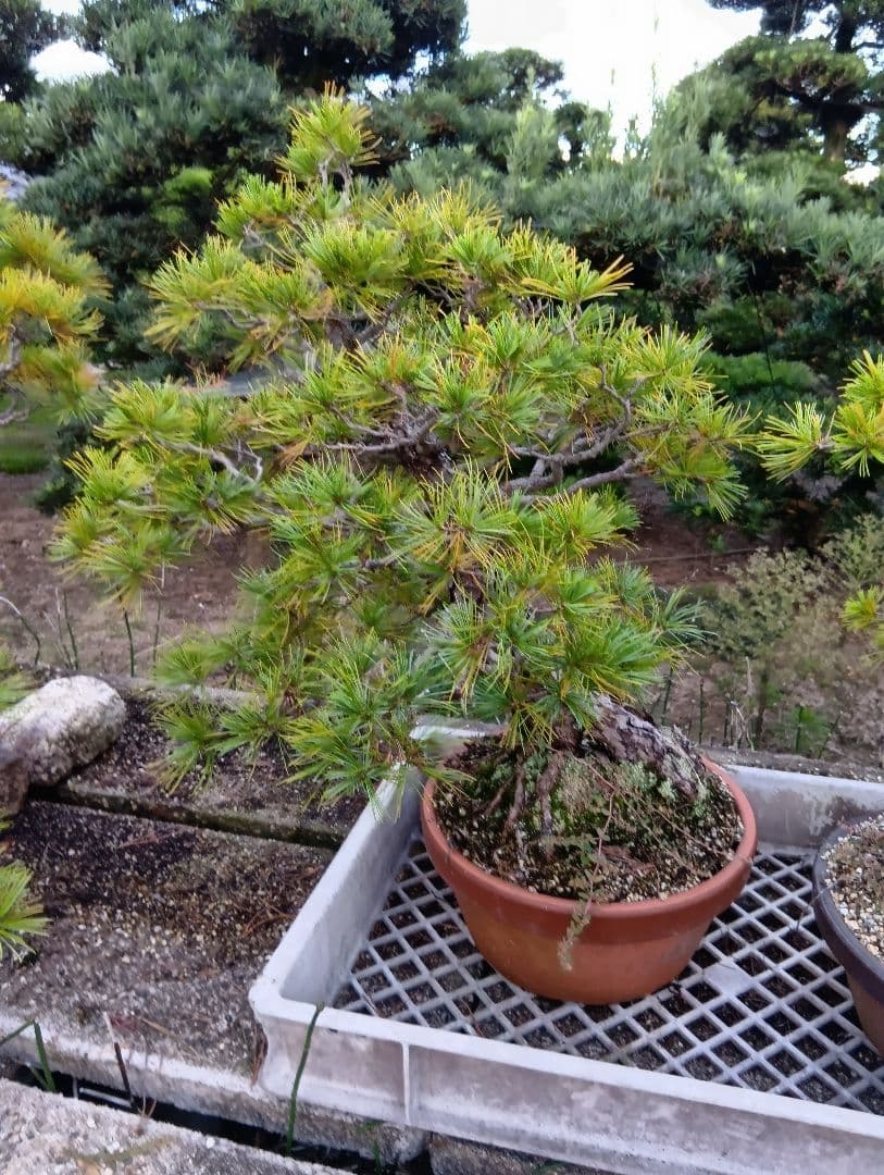 2鉢まとめて目立った傷や汚れなし