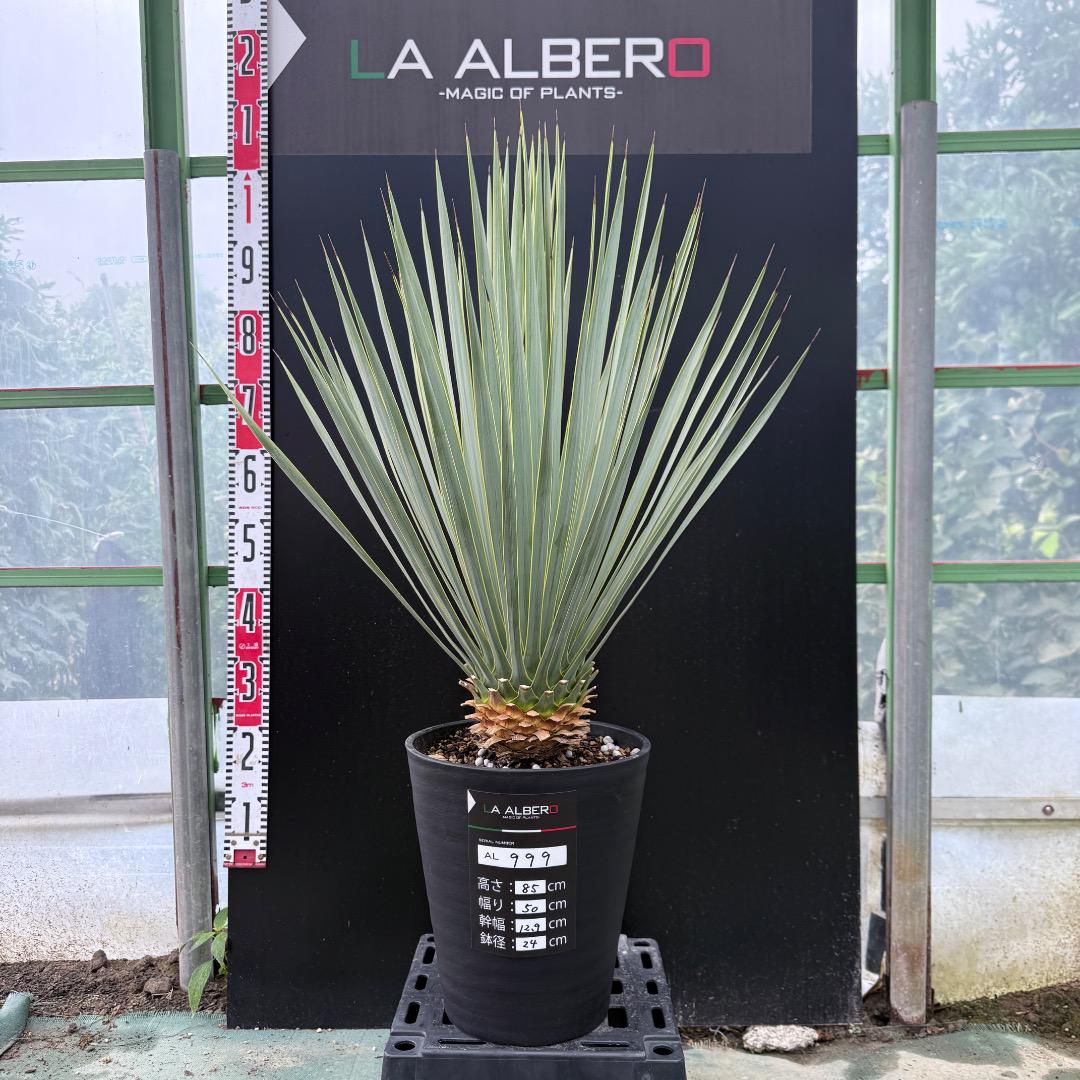 専用出品④ ユッカロストラータ40+α AL999】ユッカ ロストラータ - メルカリ