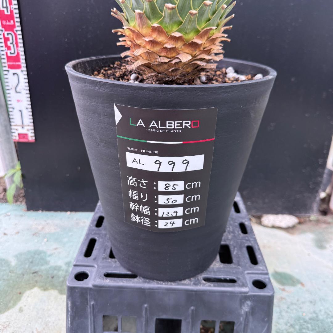 専用出品④ ユッカロストラータ40+α AL999】ユッカ ロストラータ - メルカリ
