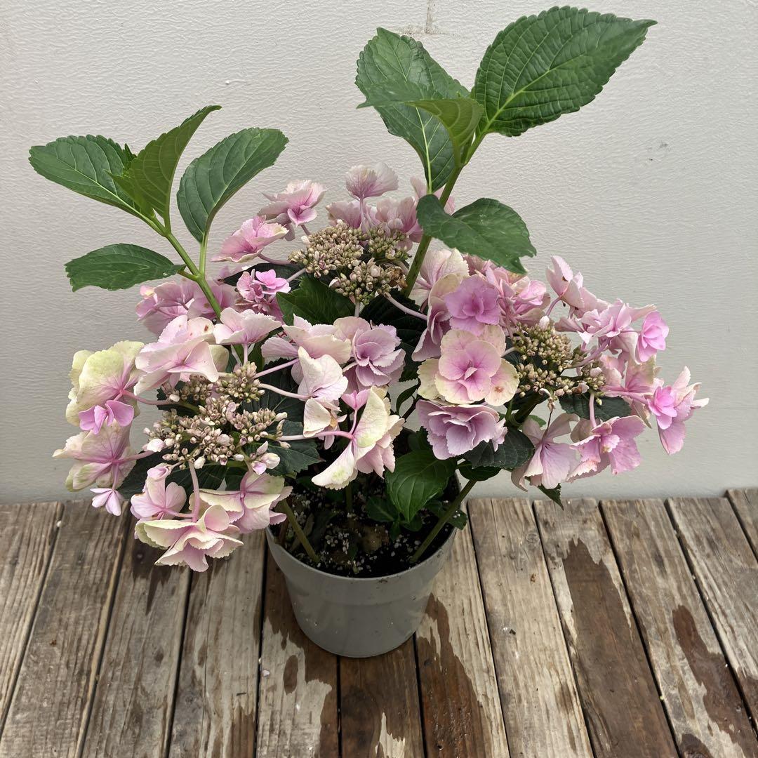 アジサイ 花傷み品6鉢セット ハイドランジア 鉢花