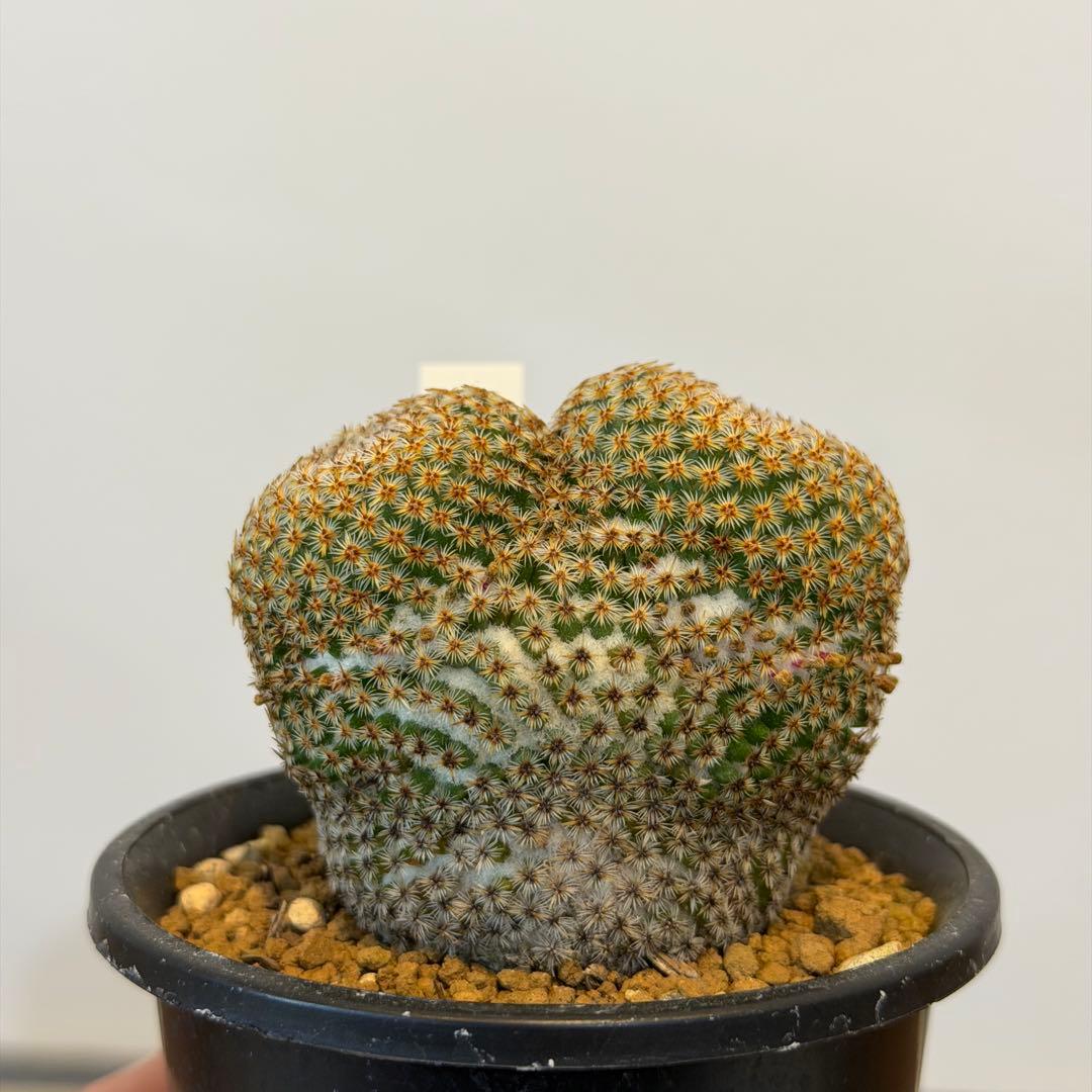 サボテン新品、♥