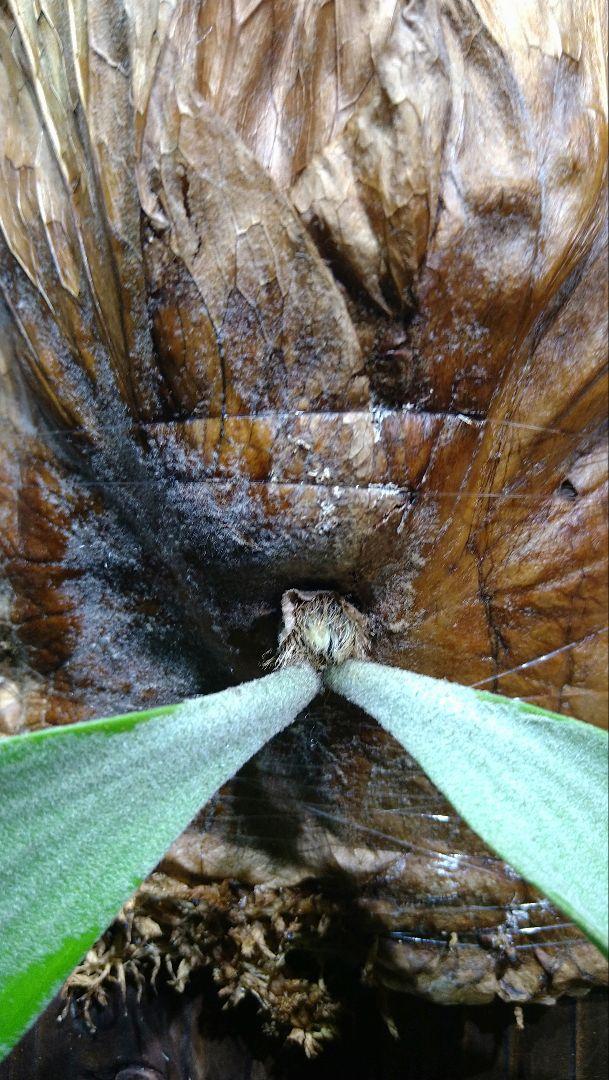 ワリチー P. wallichii ビカクシダ ワイルド タイ w2 ビカクシダ ワリチー Platycerium wallichii コウモリラン