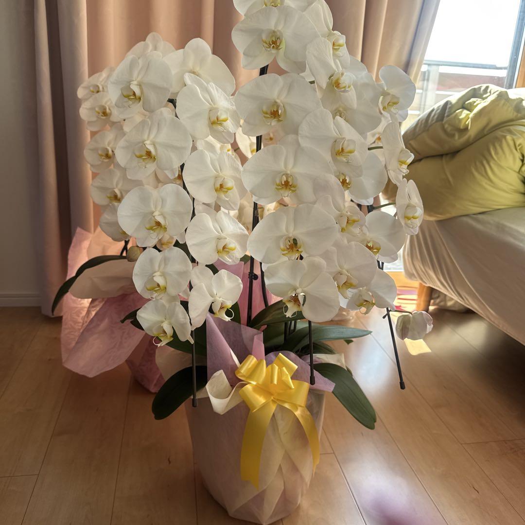 大きい白い胡蝶蘭 スタンド花