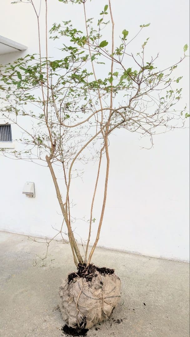 非凡 山採りヤマツツジ YUZUMIYA_COM