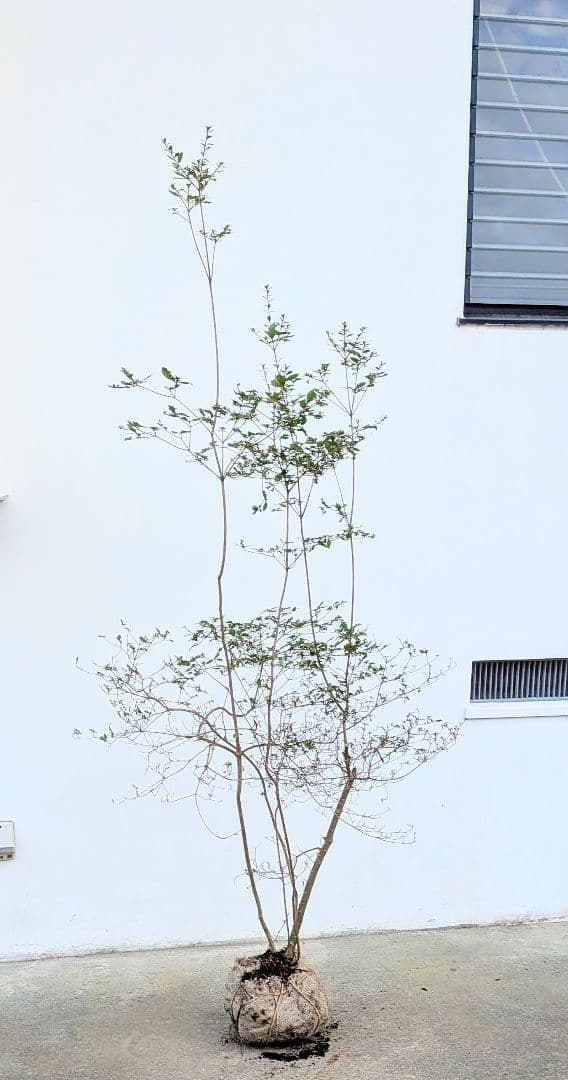 山採りヤマツツジ