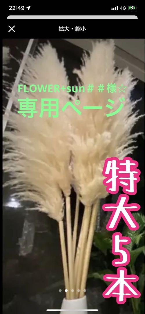 誕生日プレゼント パンパスグラス特大5本 その他 - www.fisco-facile.com