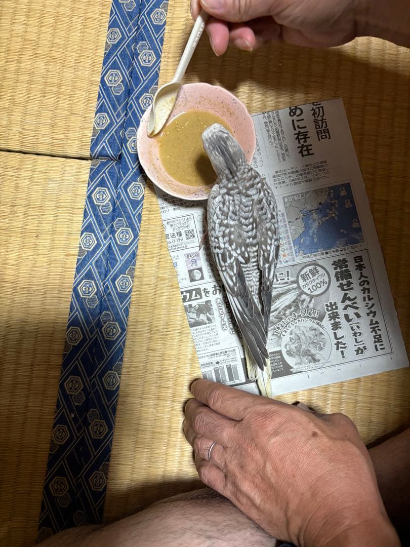 オカメインコグレーと白の鱗模様 若鳥確認用