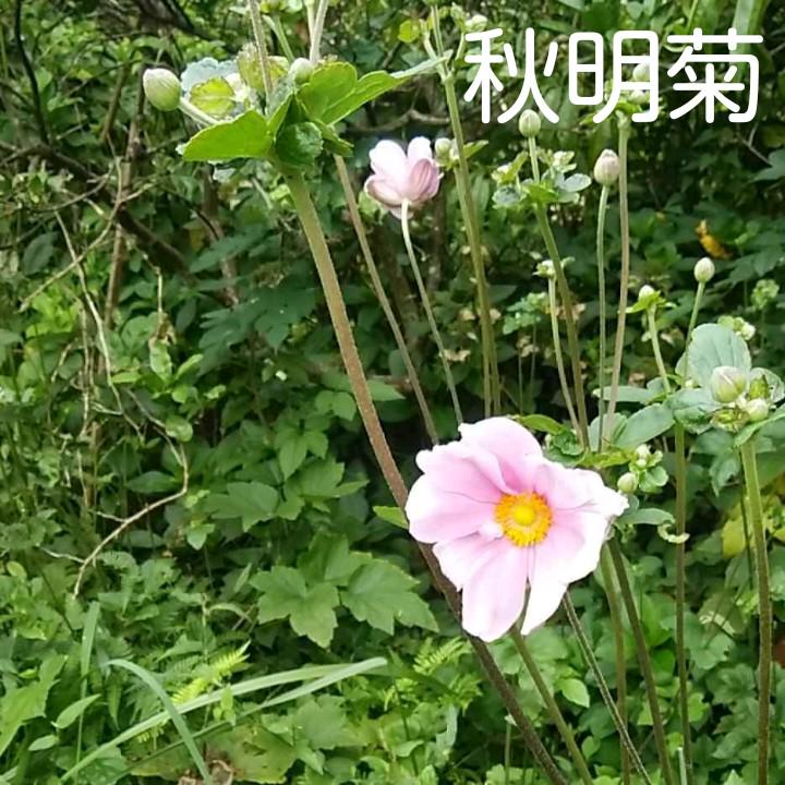 しゅうめいぎく