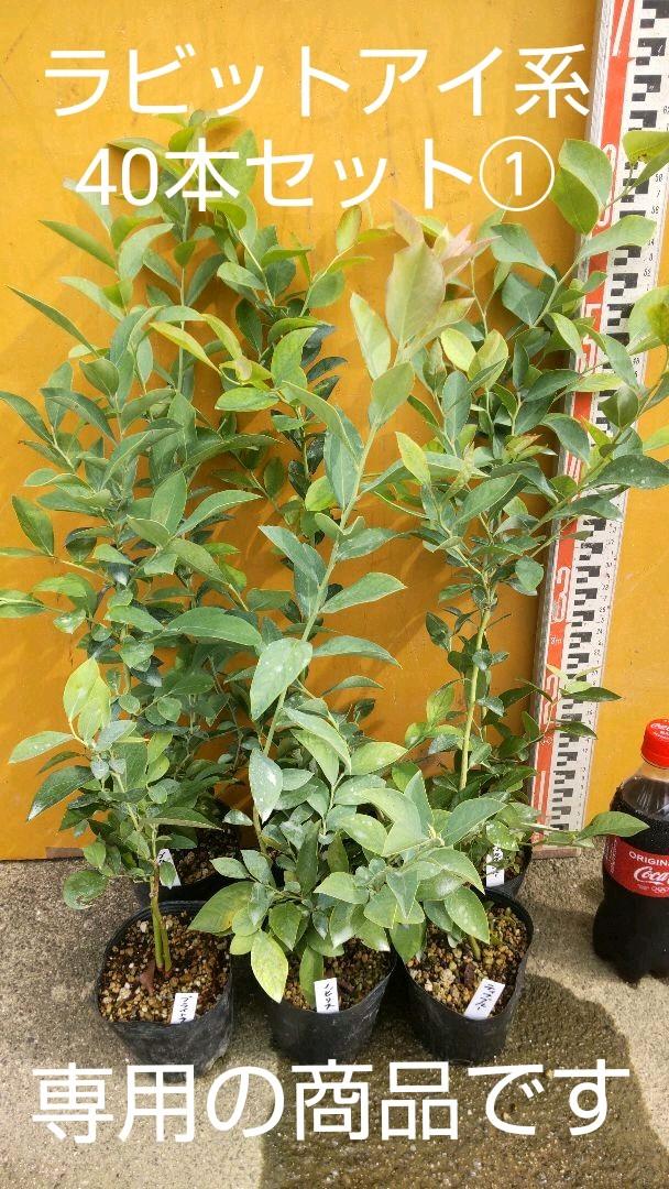 グリーン系最終決算 ブルーベリー苗 ラビットアイ系40本セット 植物 観葉植物 インテリア 住まい 小物グリーン系 11 550 Margaretrenkl Com