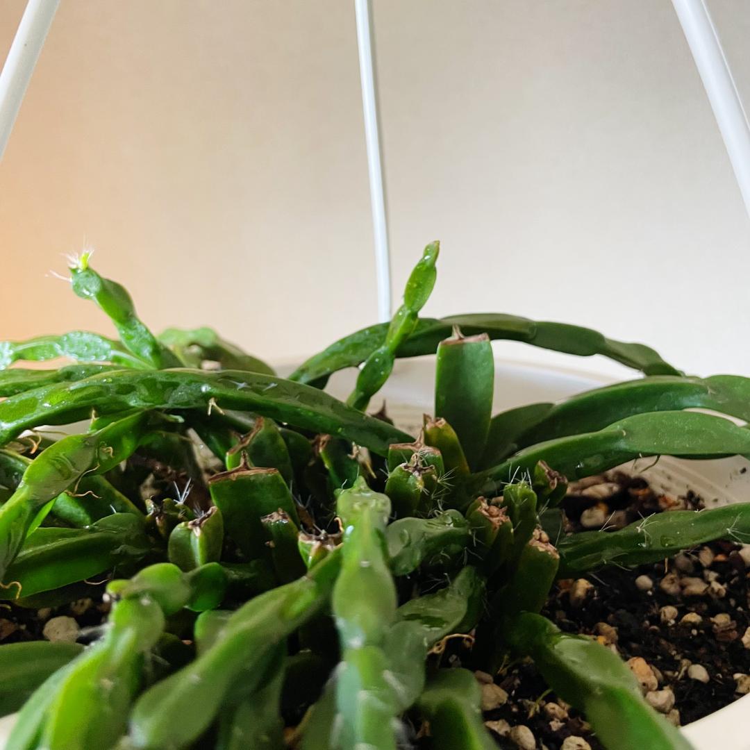 【カギしっぽの新芽がぴょこぴょこ】リプサリス パラドクサファイン 玉柳 カギしっぽの新芽がぴょこぴょこ】リプサリス パラドクサ