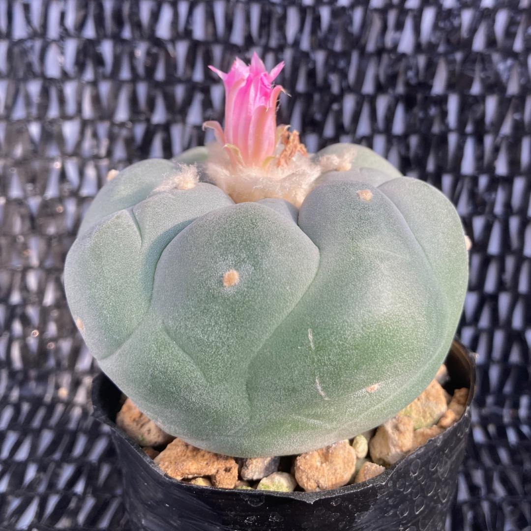 疣銀冠玉からの実生 鉢植えメルカリ便送料込み - メルカリ