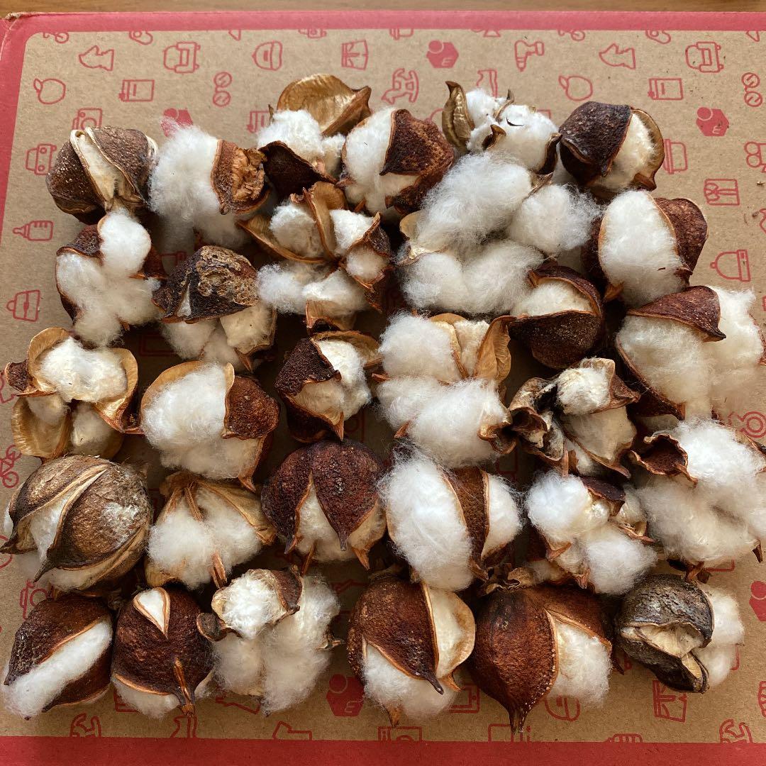 30個 綿の実 綿の種 綿花 コットンフラワー リース メルカリ 30個 綿の実 綿の種 綿花 コットンフラワー リース メルカリ