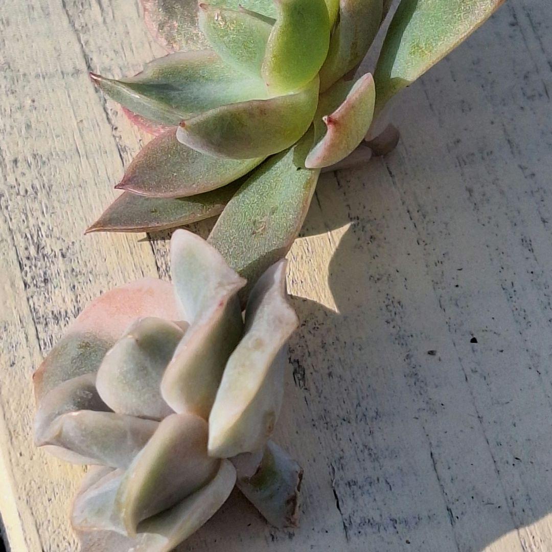 ラブリーローズ錦白斑&ピンクベラ錦 - メルカリ