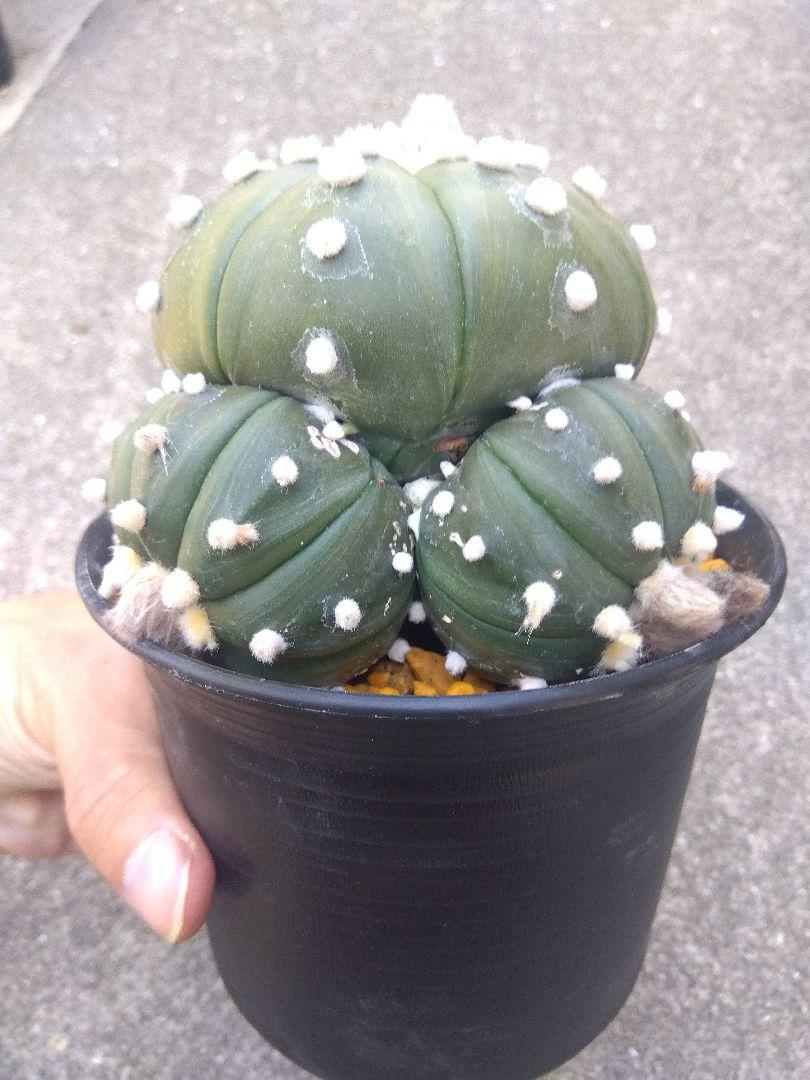 サボテン　瑠璃兜　接木　4号鉢つき　4頭❗赤黄花❗