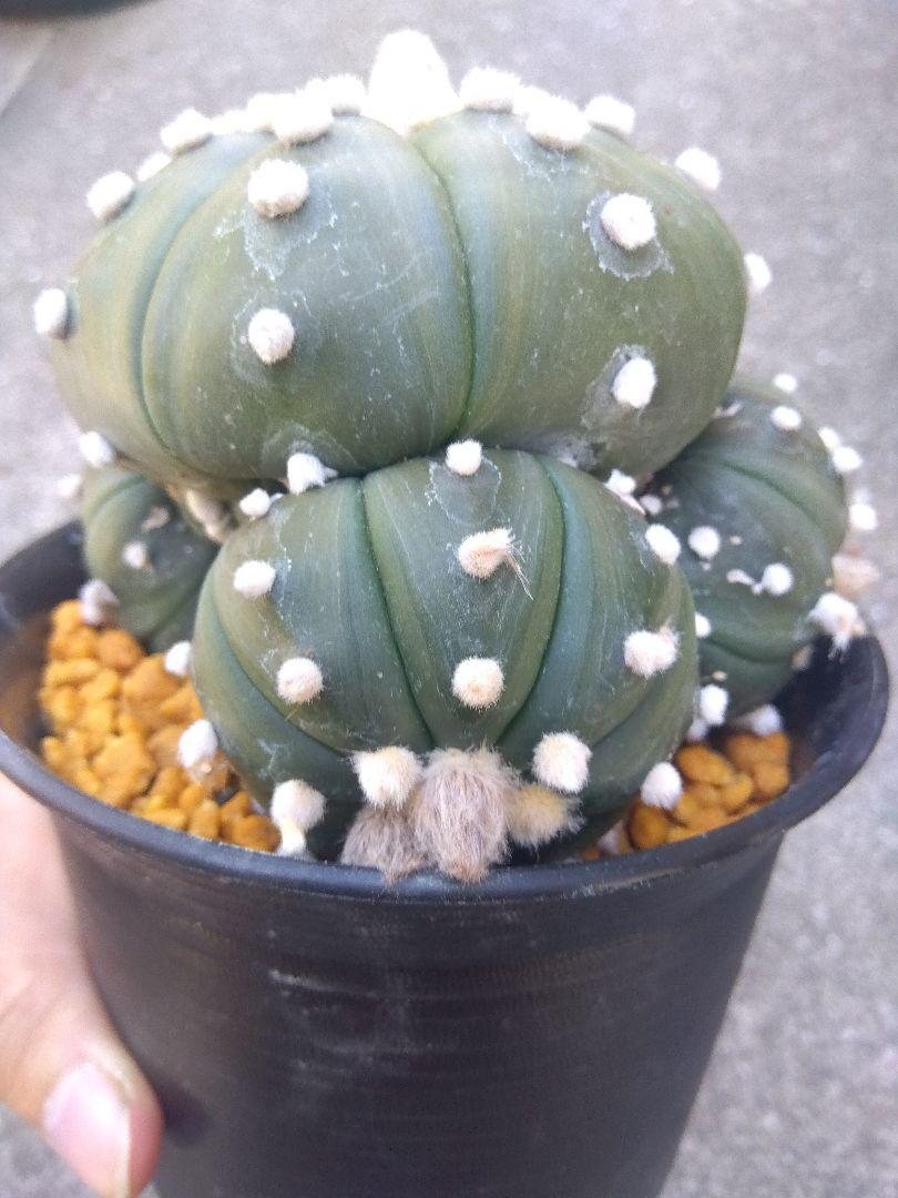 サボテン　瑠璃兜　接木　4号鉢つき　4頭❗赤黄花❗