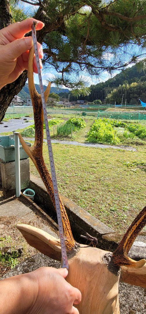 置物、シカの角