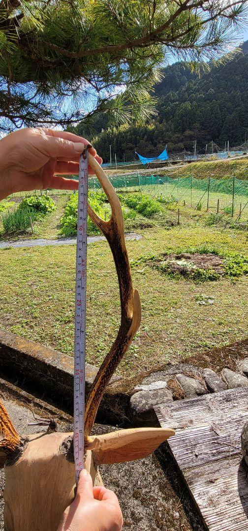 置物、シカの角