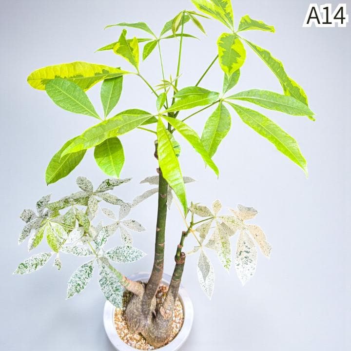 パキラ ミルキーウェイ × ムーンライト｜複数接木A14｜無機質用土