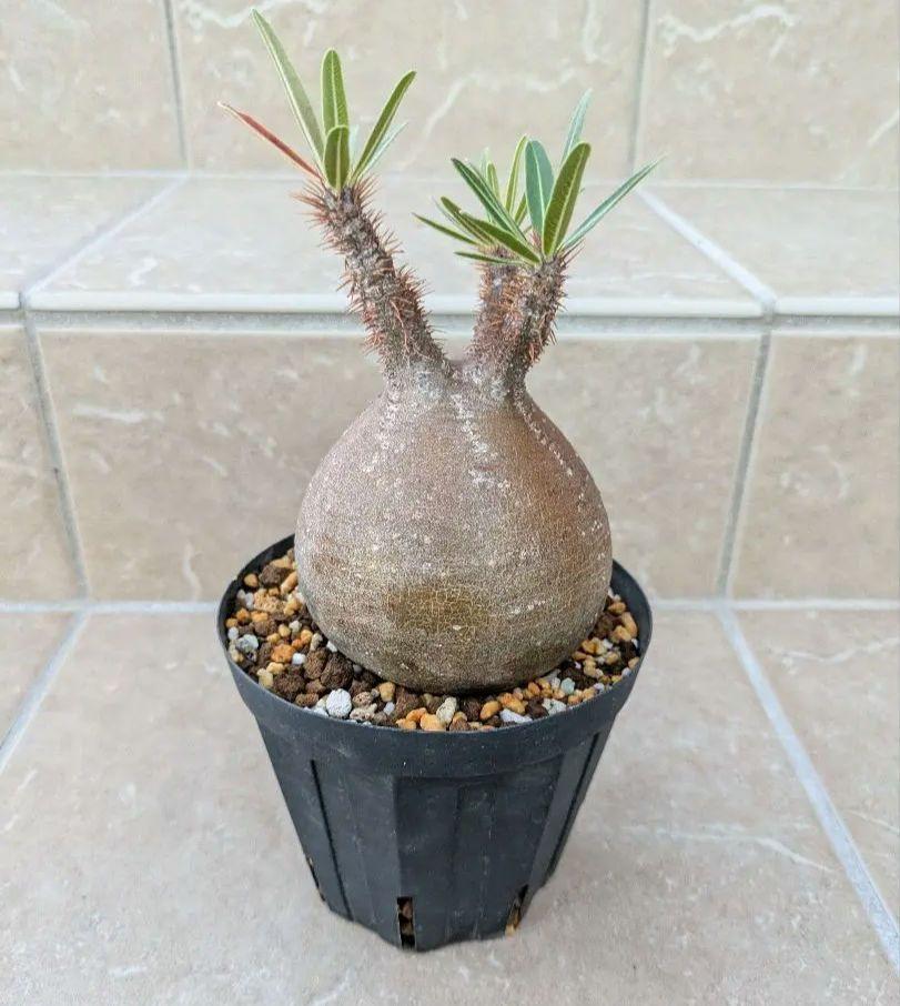 パキポディウム　グラキリス　まん丸型　鉢付き　塊根植物 写真更新❗️まん丸超良型❢ パキポディウム グラキリス
