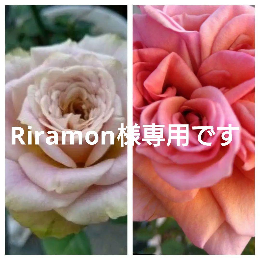 バラ苗　希少2.苗バラ挿し木