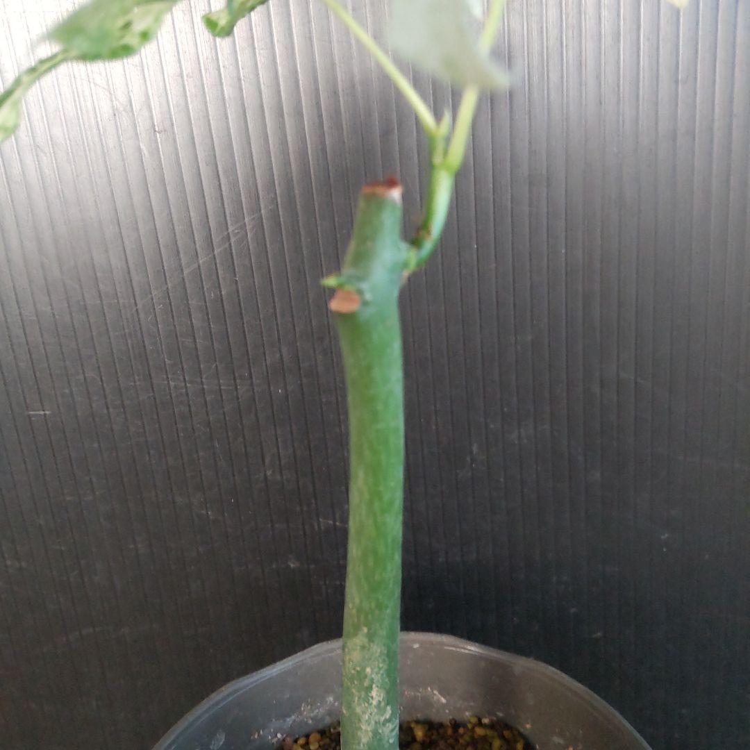 斑入りパキラ　実生苗　鉢付き