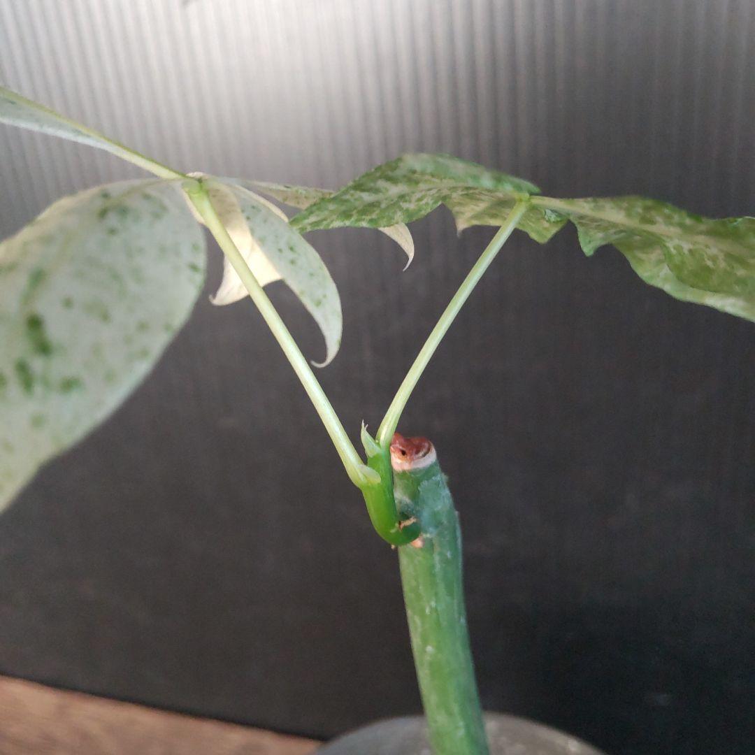 斑入りパキラ　実生苗　鉢付き