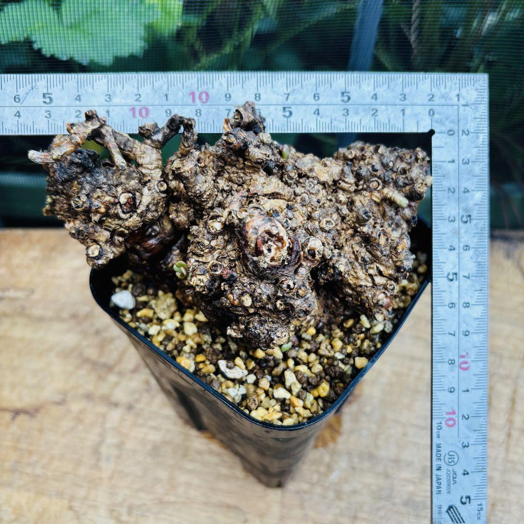御神木 特大株 発根済み ケラリア ピグマエア 現地株 現地球 コーデックス