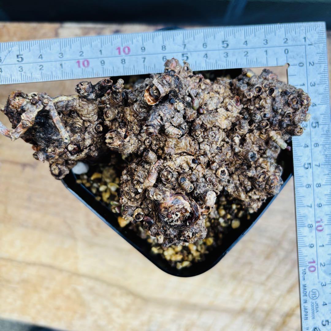 御神木 特大株 発根済み ケラリア ピグマエア 現地株 現地球 コーデックス