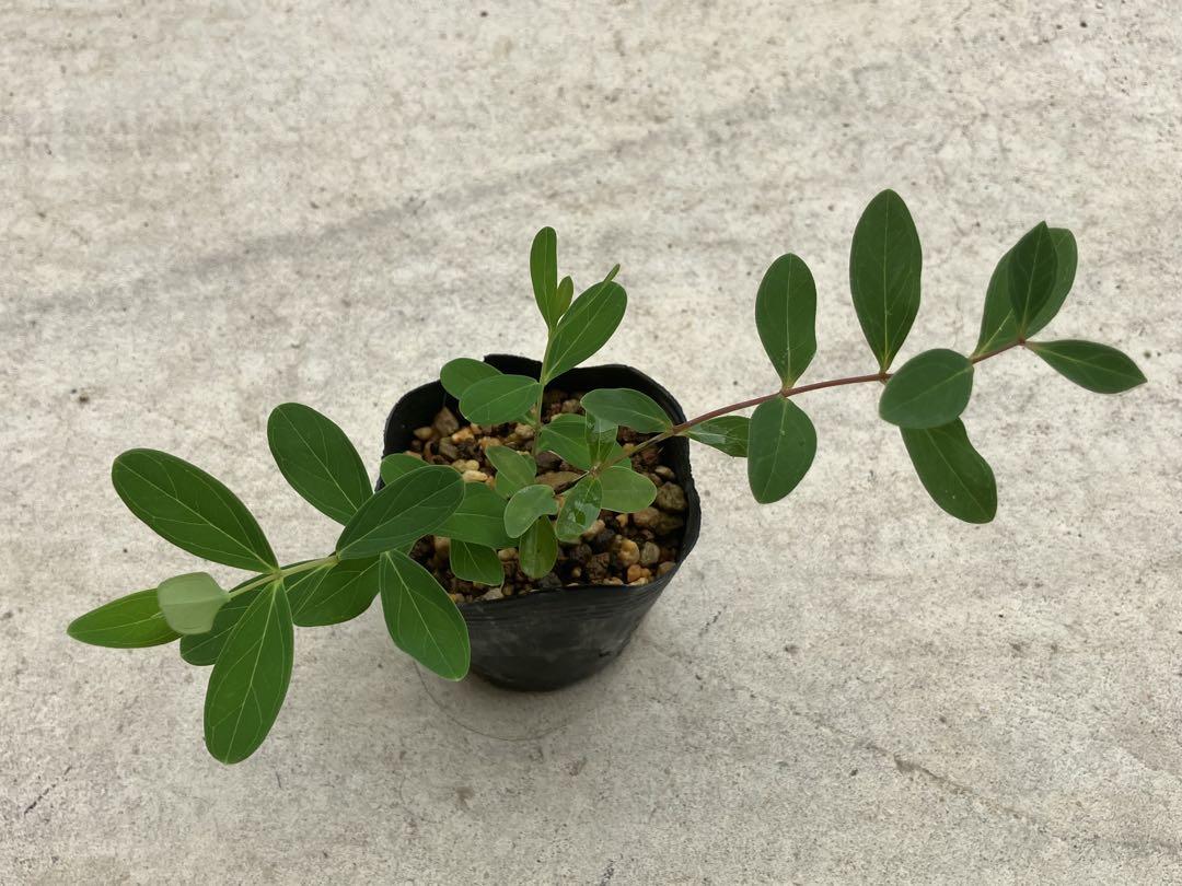センカクオトギリ 絶滅危惧種 山野草 花 ポット苗 - メルカリ