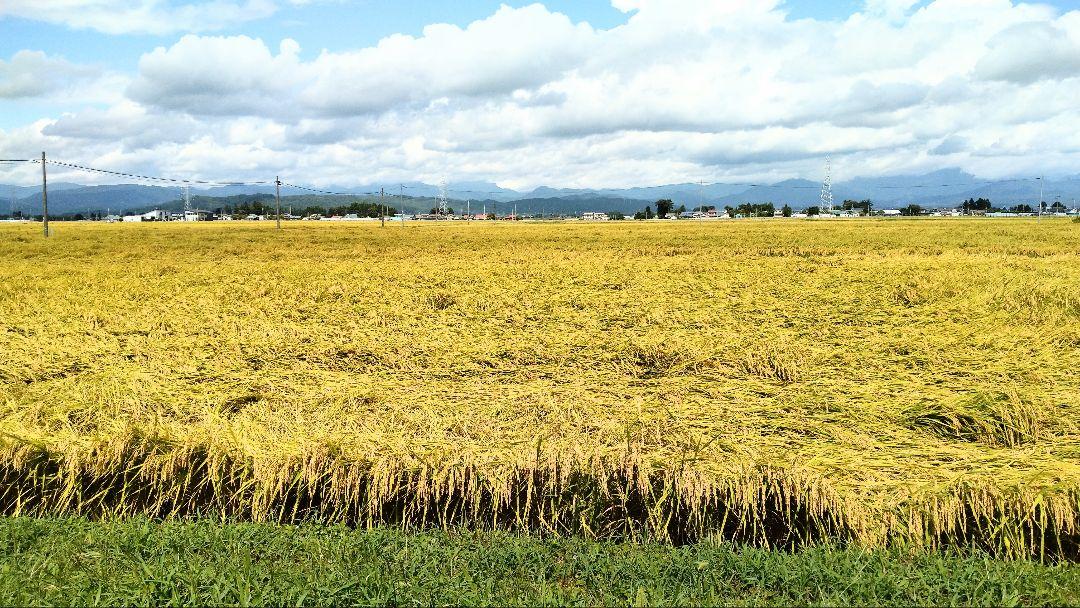 福島県会津坂下町 2023年産 コシヒカリ 30kg