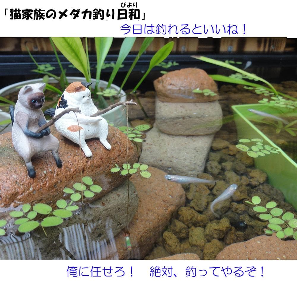 ビオトープ 80L トロ舟＆木枠セット（棚付き）メダカ・金魚飼育用