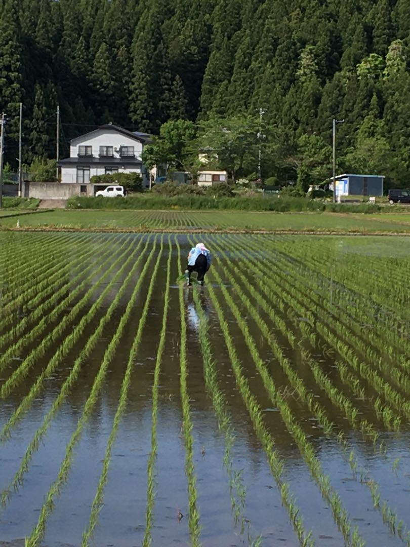 令和6秋田県産　あきたこまち　玄米20kg