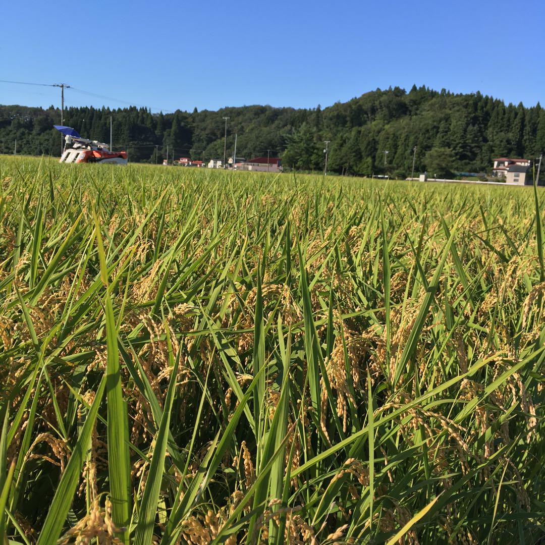 令和6秋田県産　あきたこまち　玄米20kg